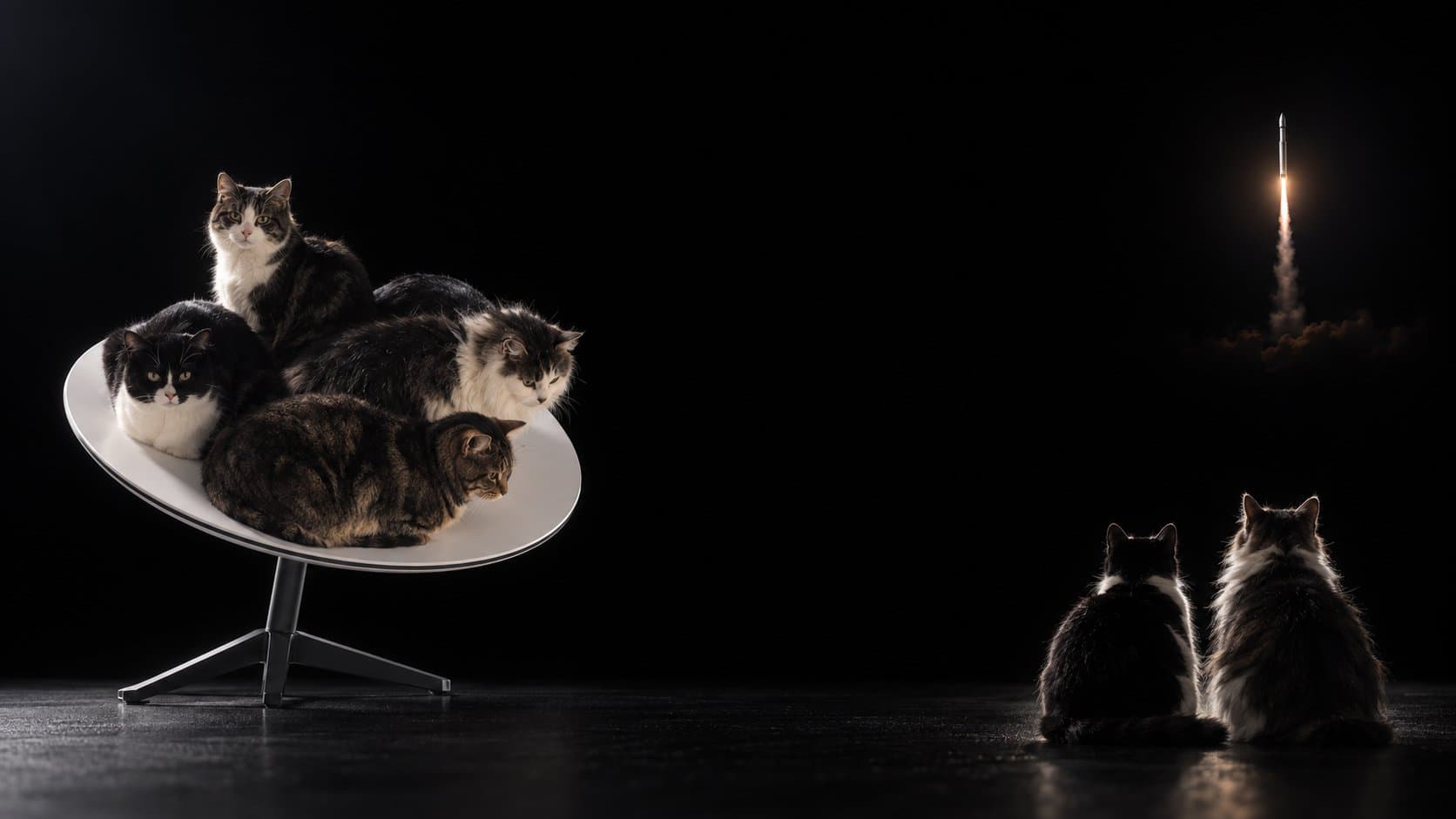 Cats on a Starlink dish watching a rocket launch