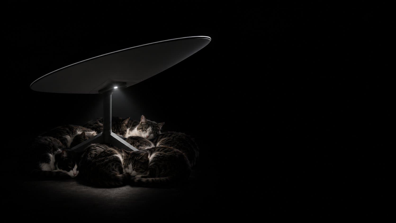 Cats asleep under a Starlink dish